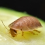 Dubia-kakerlakker