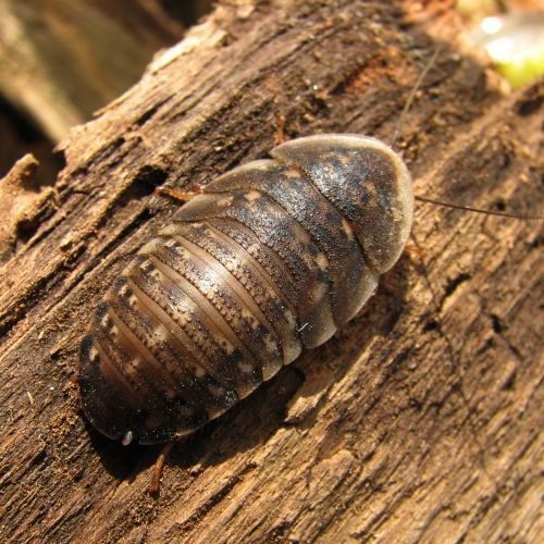 Dubia-kakerlakker