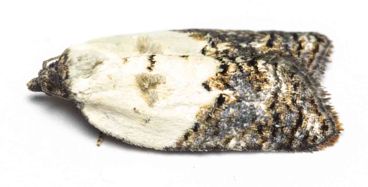 Hvidbroget rosenvikler - Acleris variegana