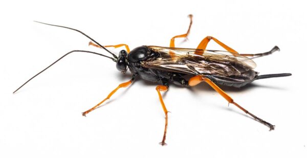 Pimpla rufipes, black slip wasp - InsektOrama.dk